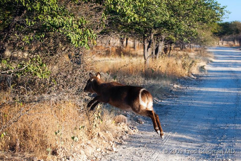 20090610_072246 D3 X1.jpg - Waterbuck, Etosha National Park, Namibia